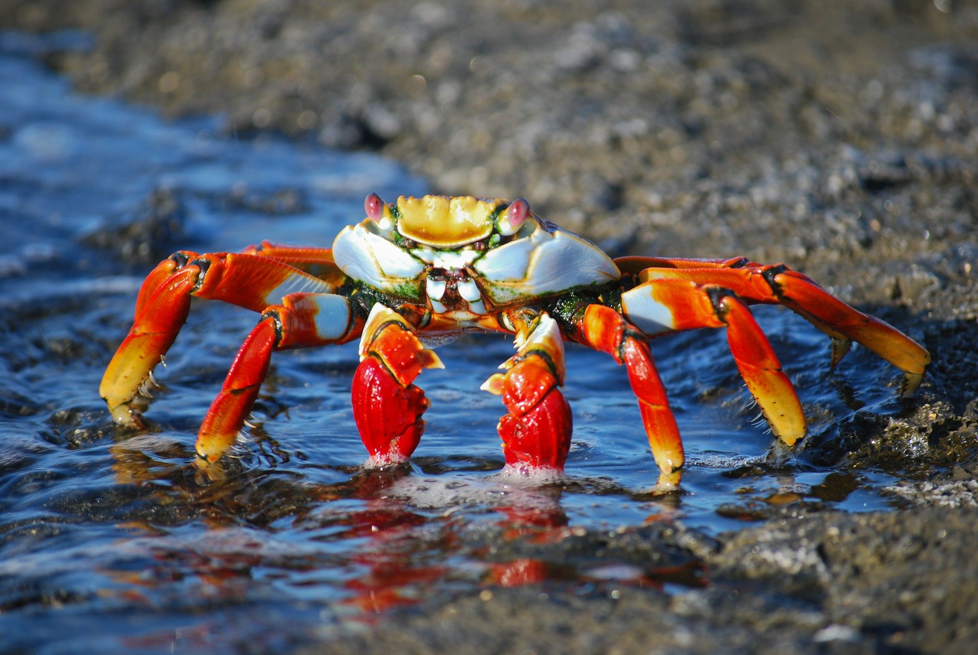 crab-437346_1920
